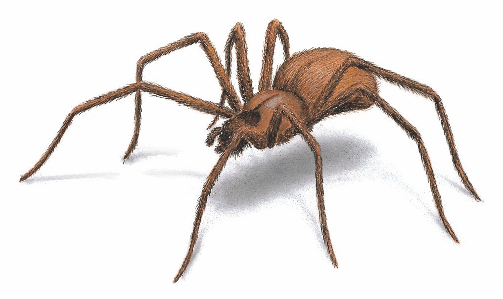 brown-recluse-spider 1017x605