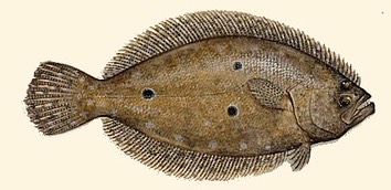 Flounder