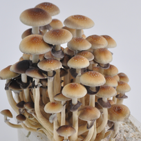 psilocybe cubensis